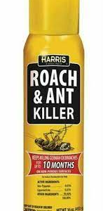 Roach & Ant